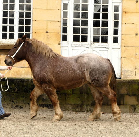 festival_cheval.jpg (217 877 bytes)